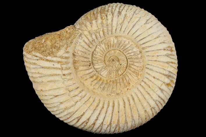 Perisphinctes Ammonite - Jurassic #100217